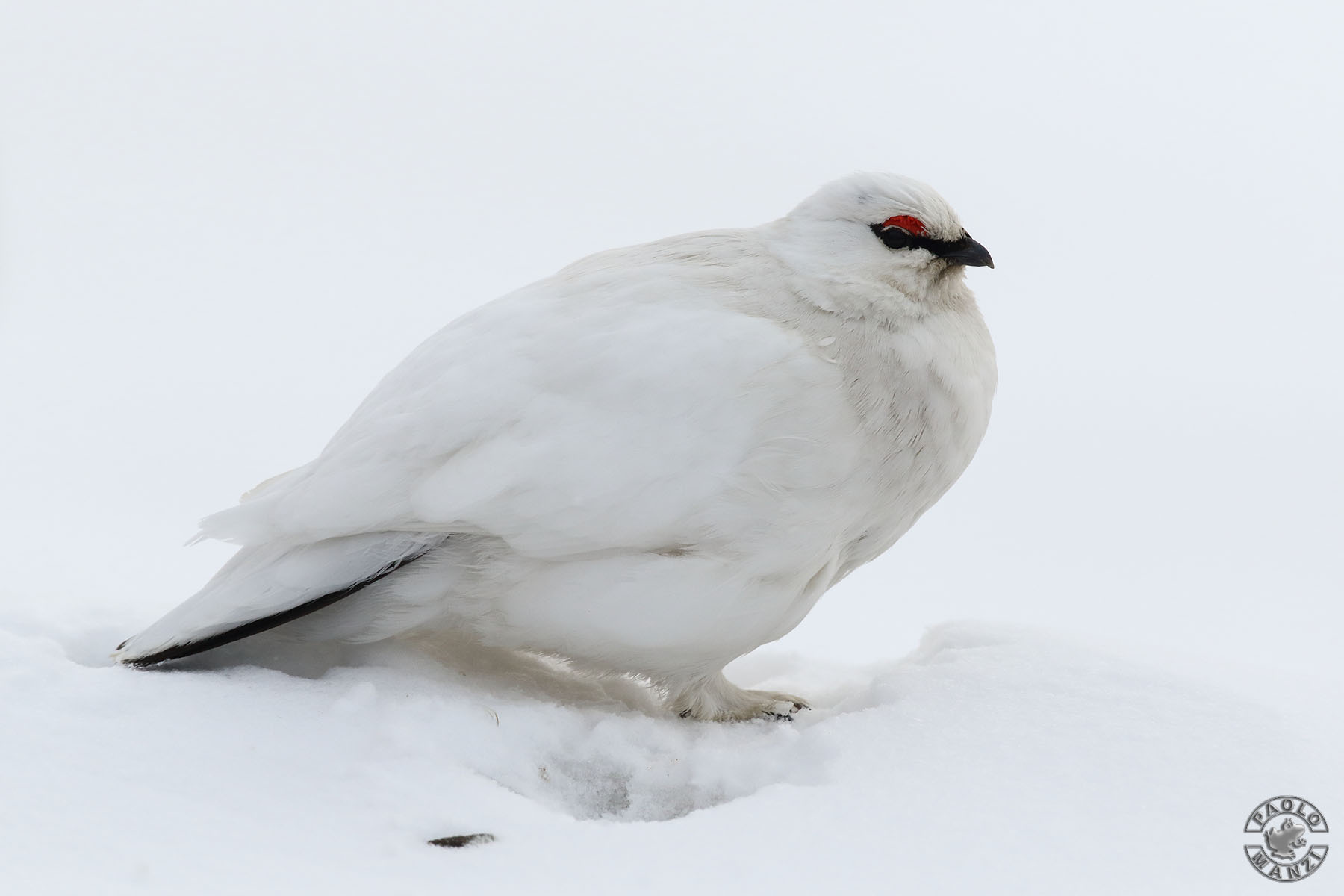 Pernice bianca delle svalbard