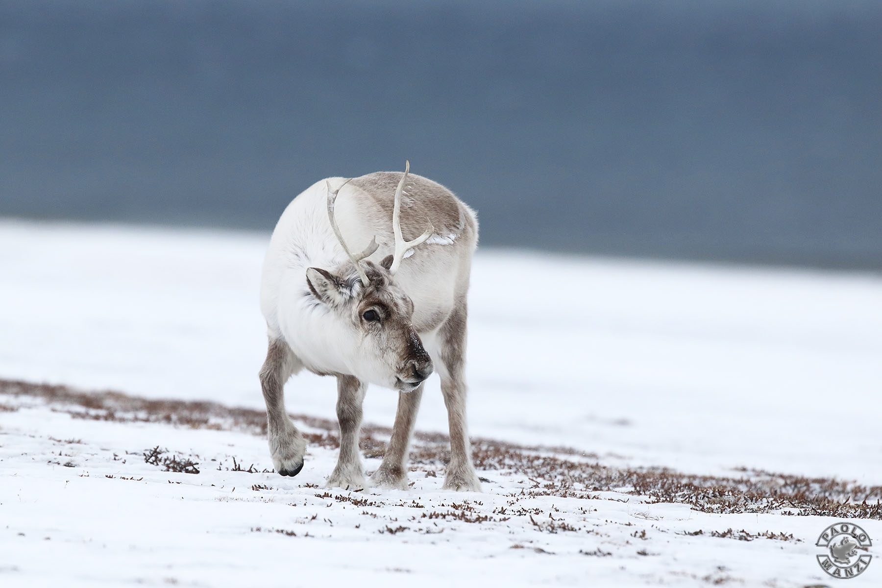 Renna delle Svalbard 
