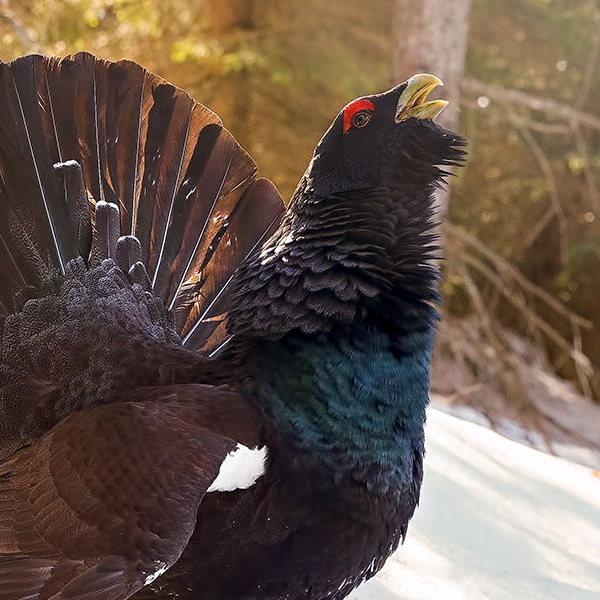 Gallo cedrone