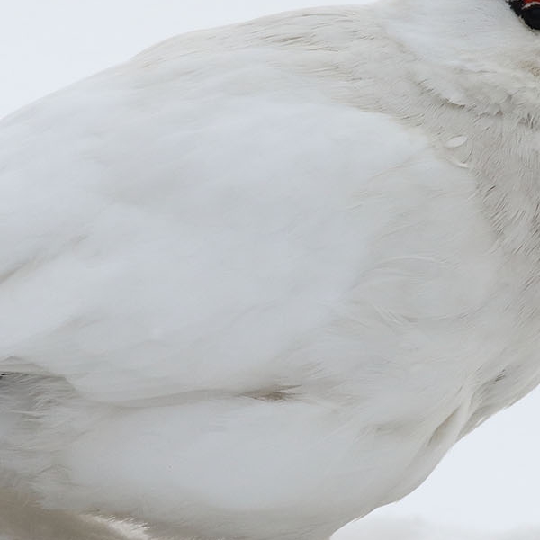 Pernice bianca delle svalbard