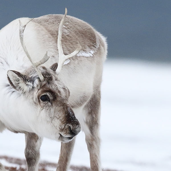 Renna delle Svalbard 